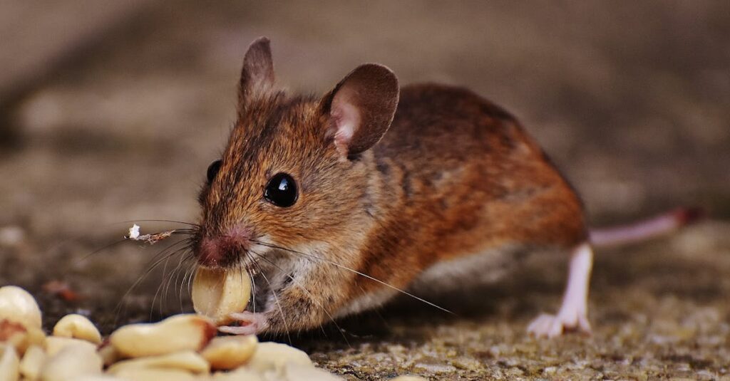 découvrez tout sur les souris : leur habitat, leurs comportements, et les différentes espèces. plongez dans l'univers fascinant de ces petits rongeurs et apprenez comment ils interagissent avec leur environnement.