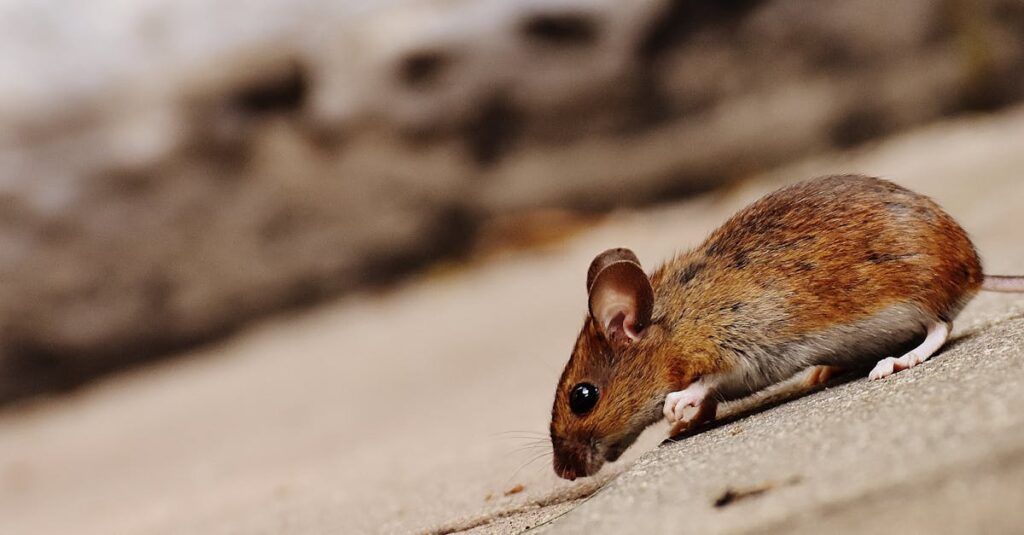 découvrez le monde fascinant des rongeurs, en particulier les souris ! apprenez tout sur leurs habitudes, leur habitat et leur rôle dans l'écosystème. explorez nos conseils pour la cohabitation et la prévention des nuisibles.